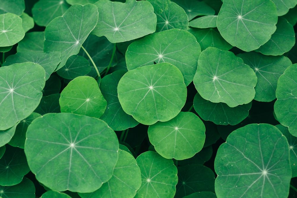 Gotu Kola: The Miracle Elixir of Herbal Medicine
