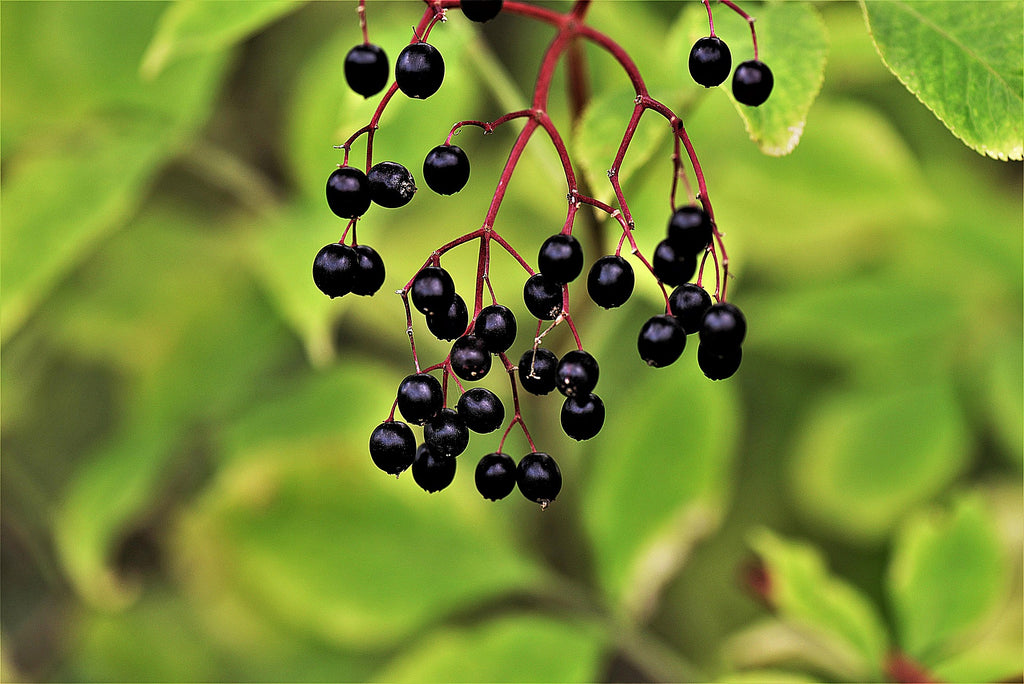 Elderberry and the Common Cold. A Natural Cure?