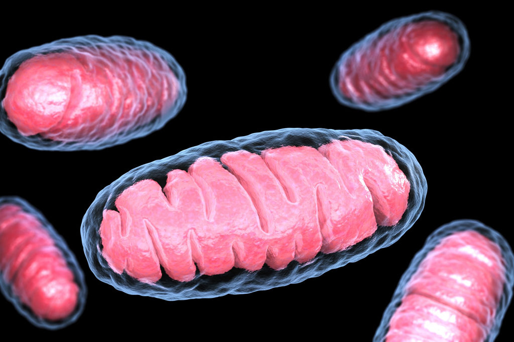 How Mitochondrial Function Affects Your Health