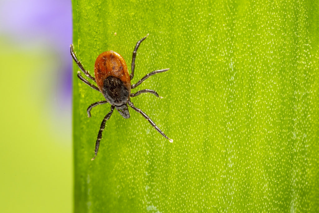 Lyme Disease and Possible Causes and Cures