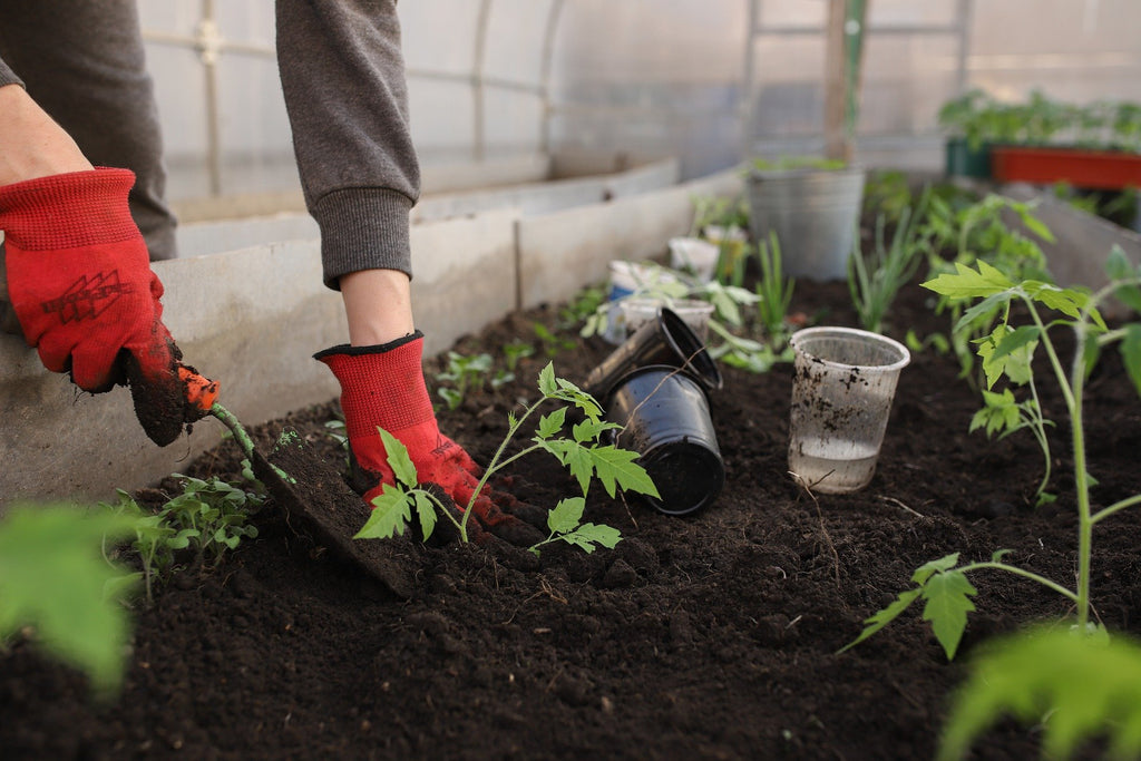 Surprising Health Benefits of Planting a Summertime Garden