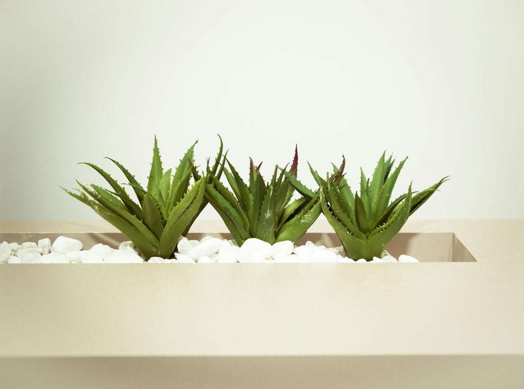 What is Aloe Vera and How Can It Aid Psoriasis!