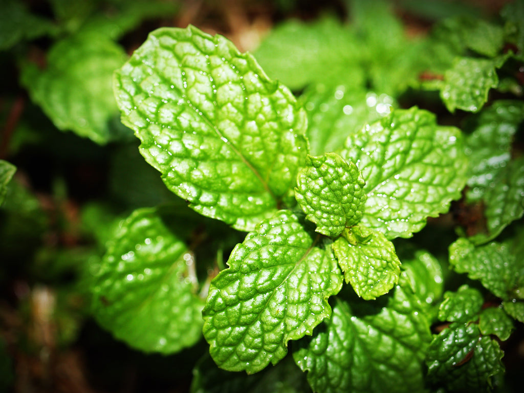 Peppermint: More Than Just a Seasonal Delight!
