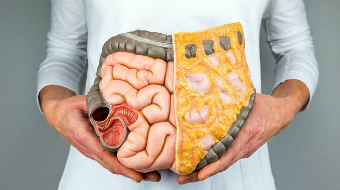 What Is Small Intestinal Bacterial Overgrowth? | All You Need To Know